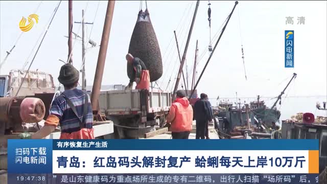 【有序恢复生产生活】青岛：红岛码头解封复产 蛤蜊每天上岸10万斤
