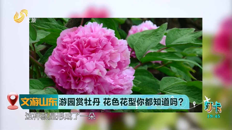 【文游山东】游园赏牡丹  花色花型你都知道吗？