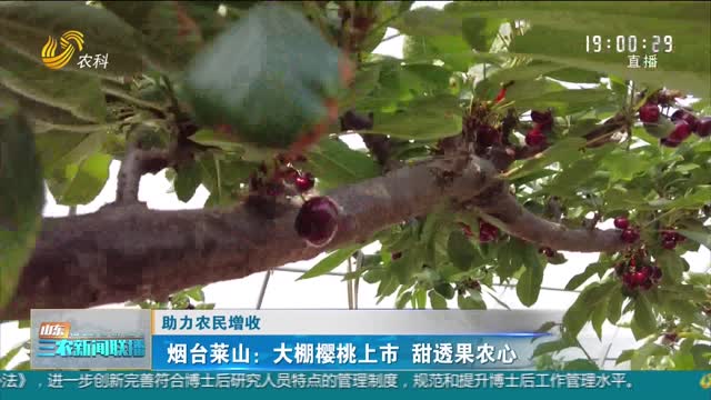 【助力农民增收】烟台莱山：大棚樱桃上市 甜透果农心