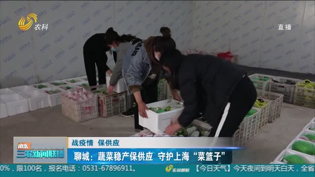 【战疫情 保供应】聊城：蔬菜稳产保供应 守护上海“菜篮子”