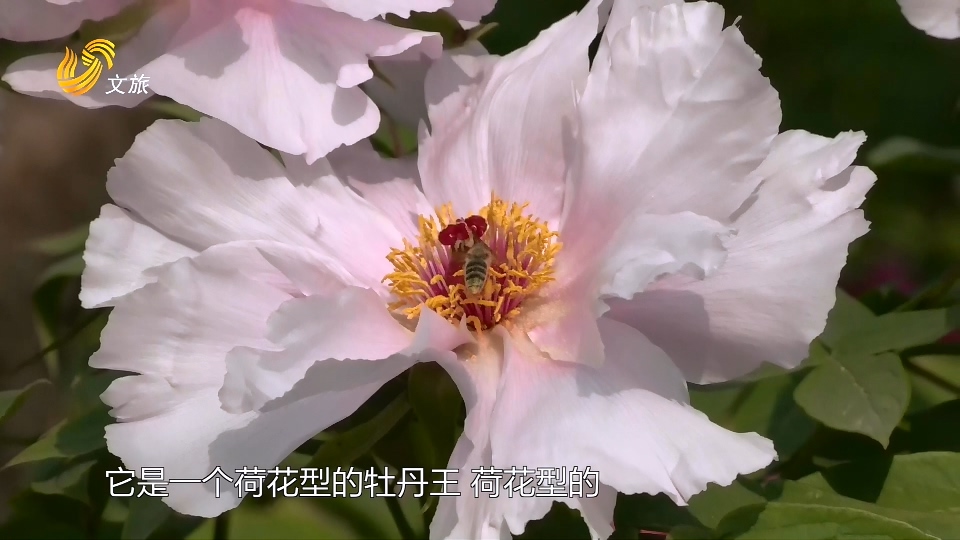 【文游山东】四百年高龄“牡丹王”  又又又开花啦