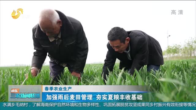 【春季农业生产】加强雨后麦田管理 夯实夏粮丰收基础