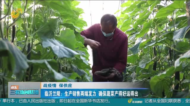 【战疫情 保供应】临沂兰陵：生产销售两端发力 确保蔬菜产得好运得出