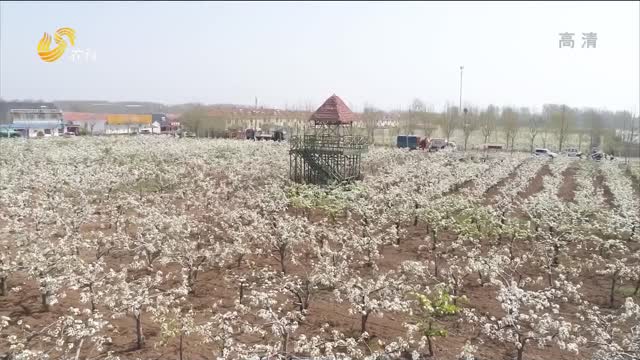 潍坊安丘：万亩梨花如漫天飞雪 花团锦簇