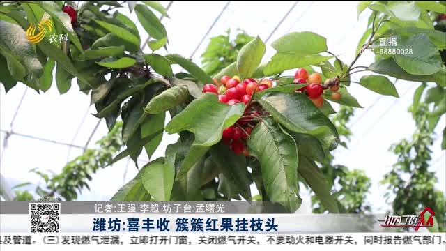 潍坊：喜丰收 簇簇红果挂枝头