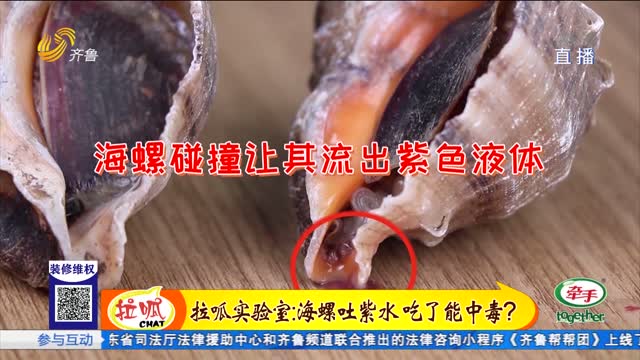拉呱实验室：海螺吐紫水 吃了能中毒？