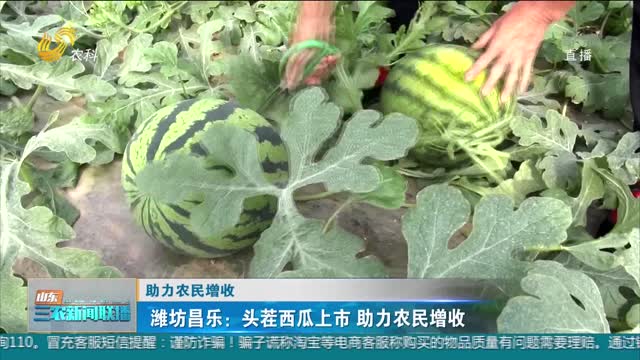 【助力农民增收】潍坊昌乐：头茬西瓜上市 助力农民增收