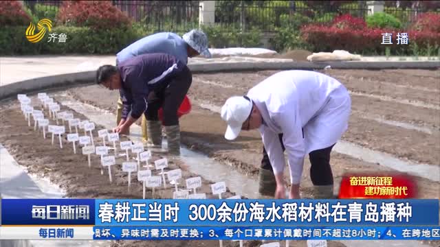春耕正当时 300余份海水稻材料在青岛播种