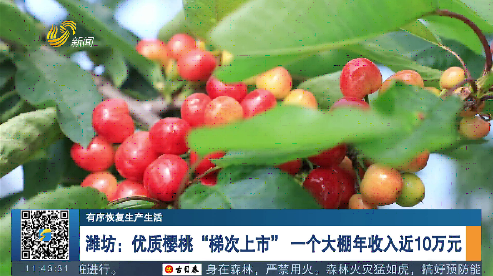 【有序恢复生产生活】潍坊：优质樱桃“梯次上市” 一个大棚年收入近10万元