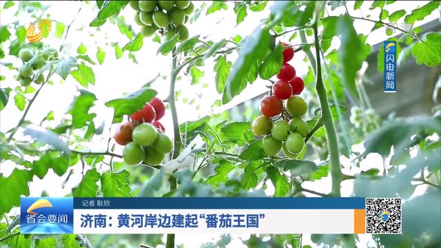 濟南：黃河岸邊建起“番茄王國”