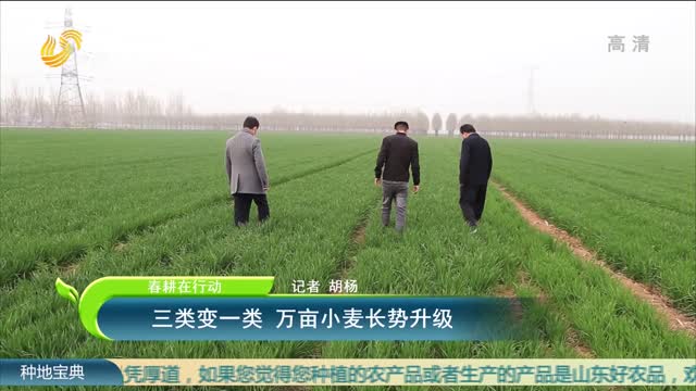 【春耕在行动】三类变一类 万亩小麦长势升级