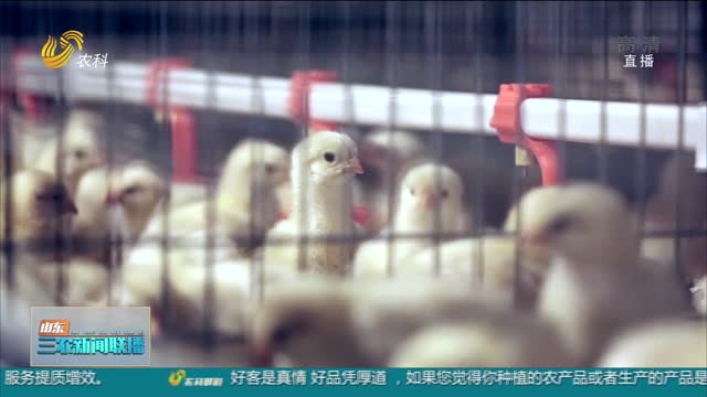 【助力农民增收】聊城度假区：旧窑厂新气象 养肉鸡促增收