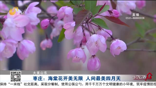 【大美山东】枣庄：海棠花开美无限 人间最美四月天