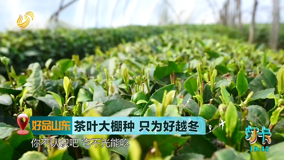 【好品山东】茶叶大棚种  只为好越冬
