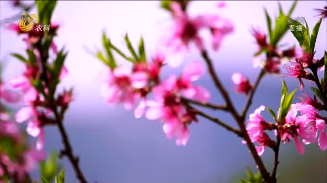 潍坊青州：漫山桃花姹紫嫣红