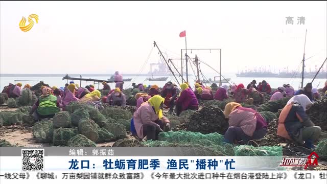 龙口：牡蛎育肥季 渔民“播种”忙