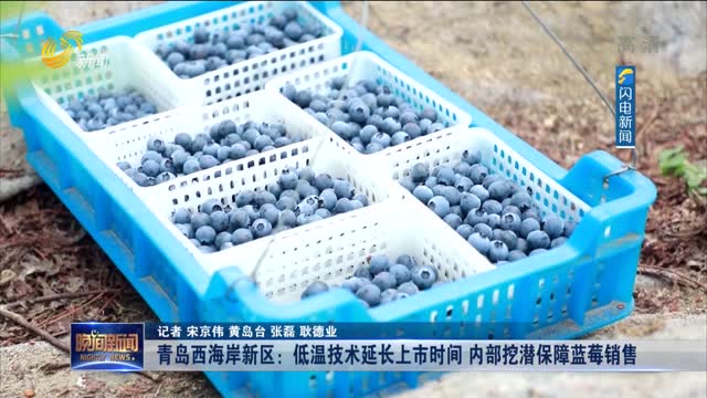 【关注疫情下的农产品产销】青岛西海岸新区：低温技术延长上市时间 内部挖潜保障蓝莓销售