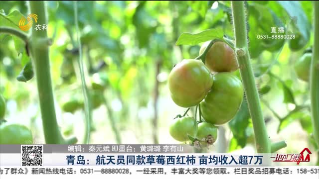 青岛：航天员同款草莓西红柿 亩均收入超7万