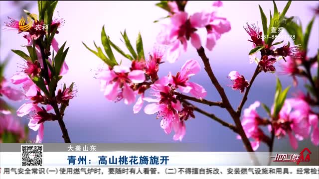 【大美山东】青州：高山桃花旖旎开