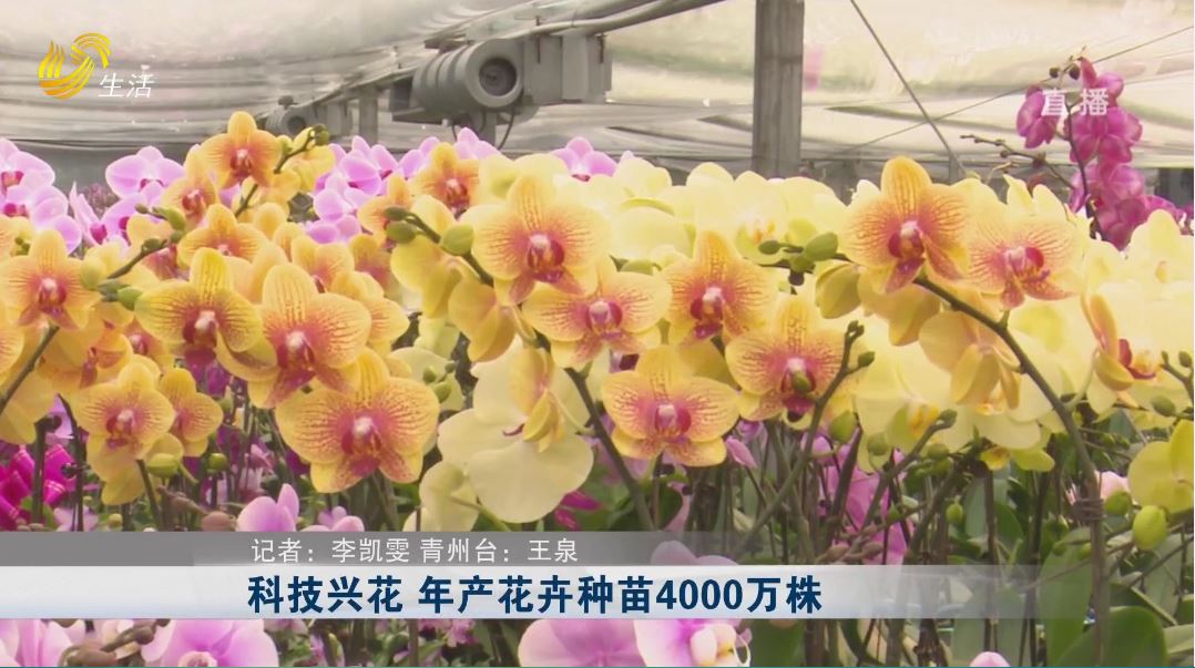 好品山东——青州花卉:种花到育种的转型路