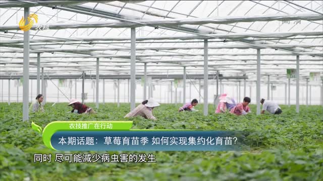 2022年04月19日《農技推廣在行動》：本期話題——草莓育苗季 如何實現集約化育苗？