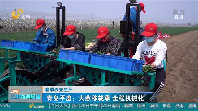 【春季农业生产】青岛平度：大葱移栽季 全程机械化