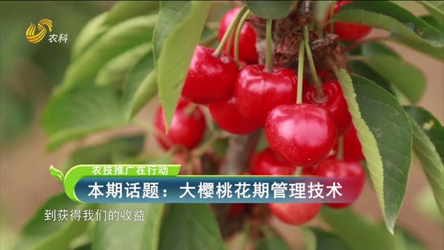 2022年04月20日《農技推廣在行動》：大櫻桃花期管理技術
