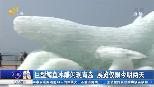巨型鲸鱼冰雕闪现青岛 展览仅限今明两天