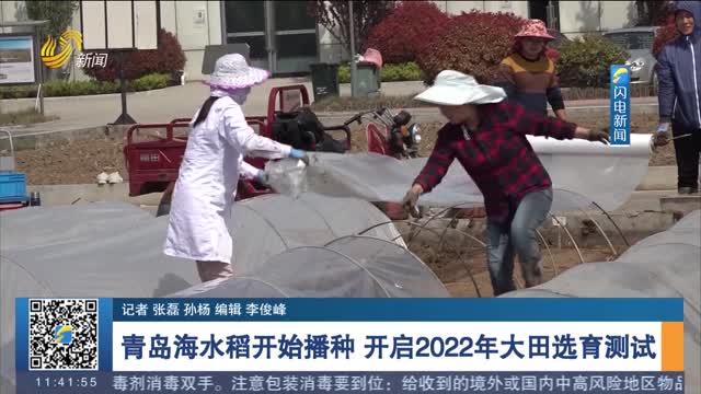青岛海水稻开始播种 开启2022年大田选育测试