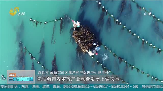 【全面推进乡村振兴】烟台长岛：牡蛎“养”出10亿产值