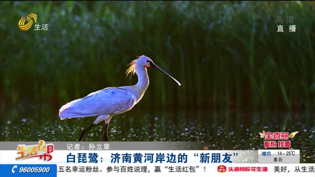 白琵鹭：济南黄河岸边的“新朋友”