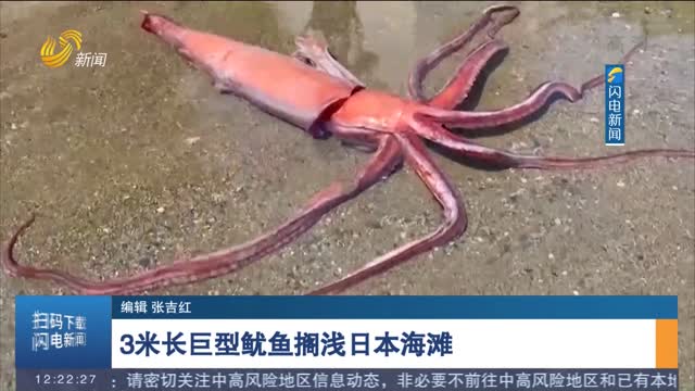 3米长巨型鱿鱼搁浅日本海滩
