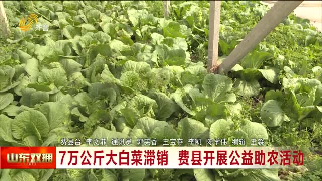 7萬公斤大白菜滯銷 費縣開展公益助農活動