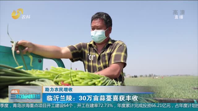 【助力农民增收】临沂兰陵：30万亩蒜薹喜获丰收