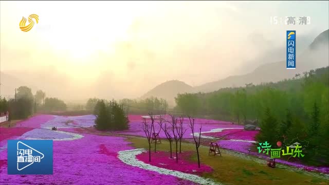 美如仙境！看威海百亩芝樱花海遇上万里云海