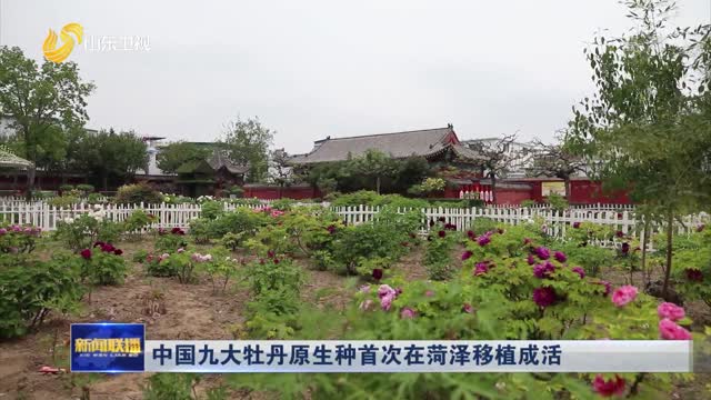 中国九大牡丹原生种牡丹首次在菏泽移植成活