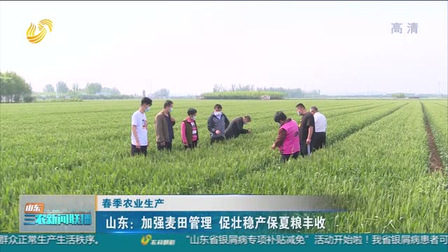 【春季农业生产】山东：加强麦田管理 促壮稳产保夏粮丰收