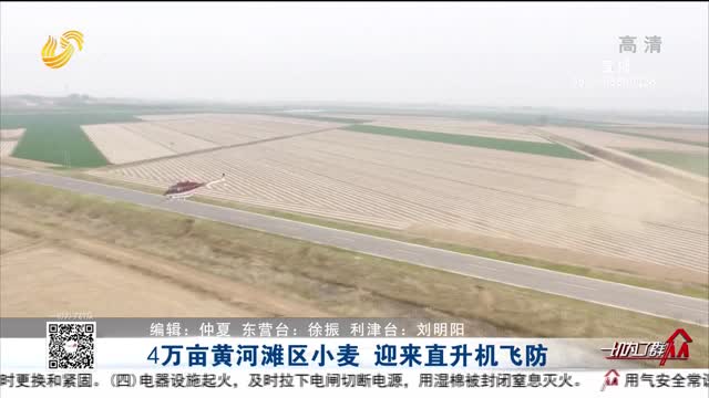 4万亩黄河滩区小麦 迎来直升机飞防