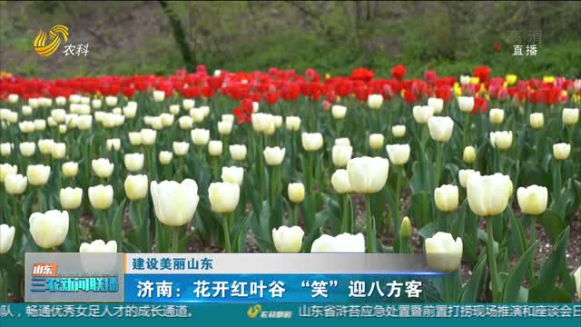 【建设美丽山东】济南：花开红叶谷“笑”迎八方客