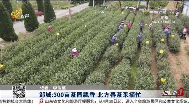邹城：300亩茶园飘香 北方春茶采摘忙
