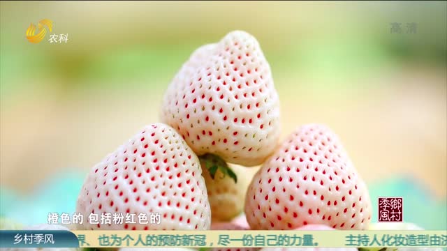 “多彩”的威海草莓