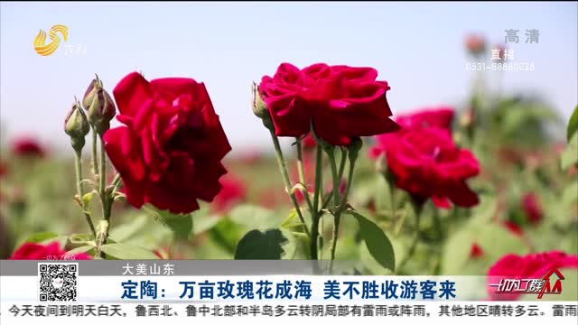 【大美山東】定陶：萬畝玫瑰花成海 美不勝收游客來