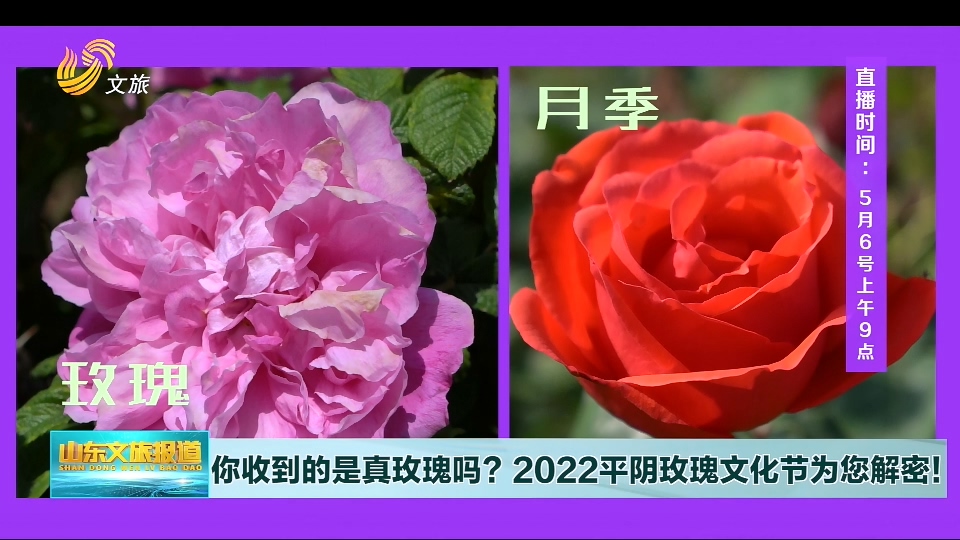 【“近”享山東好時光】你收到的是真玫瑰嗎？2022平陰玫瑰文化節為您解密！