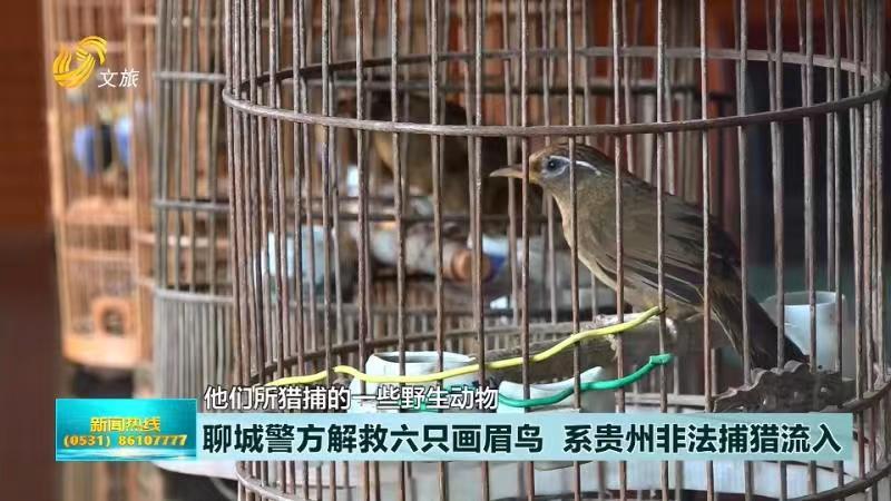 聊城警方解救六只畫眉鳥  系貴州非法捕獵流入