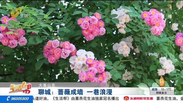 【大美山东】聊城：蔷薇成墙 一巷浪漫
