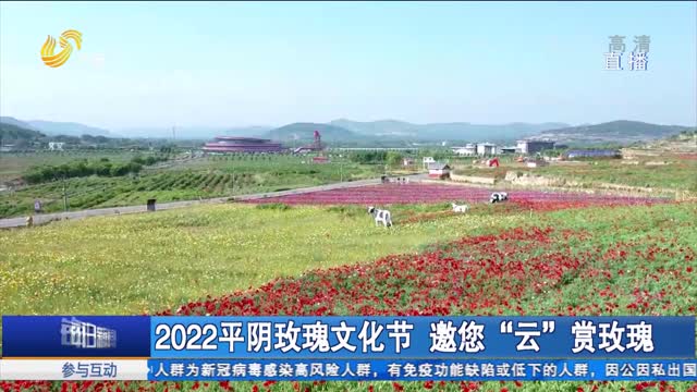 2022平阴玫瑰文化节 邀您“云”赏玫瑰
