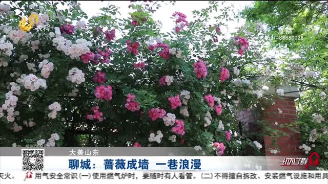 【大美山东】聊城：蔷薇成墙 一巷浪漫