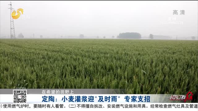 【在希望的田野上】定陶：小麦灌浆迎“及时雨” 专家支招