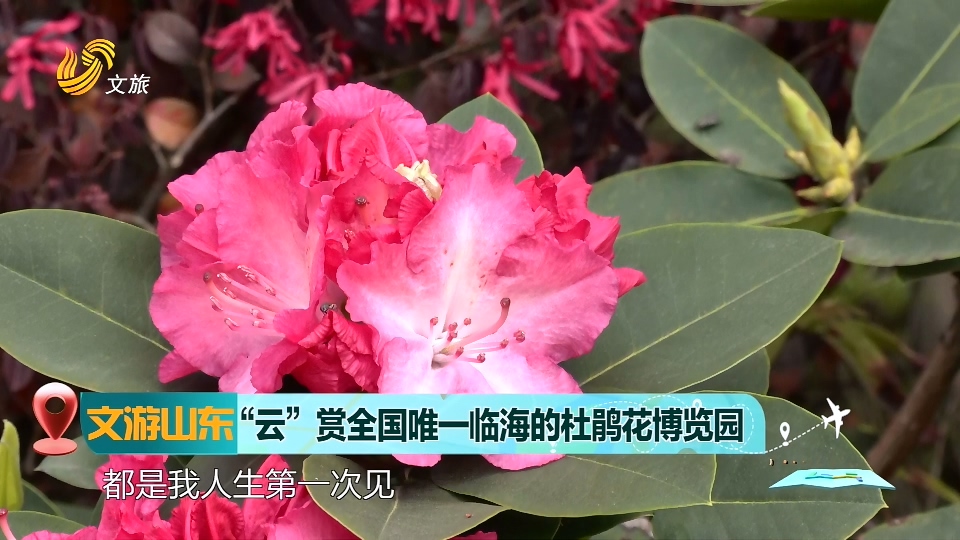【文游山東】“云”賞全國唯一臨海的杜鵑花博覽園