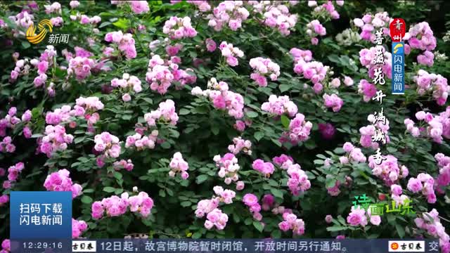 【詩畫山東】青州：薔薇花開滿城香